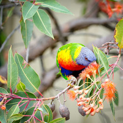 Close-up of colorful bird perching on branch in garden