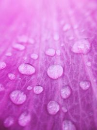 Close-up of water drops on leaf