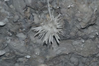 Full frame shot of feather