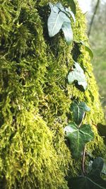 Plants growing on tree trunk