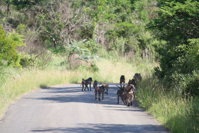 Dog walking on road