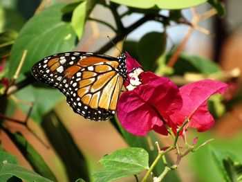 Close-up of butterfly pollinating on flower