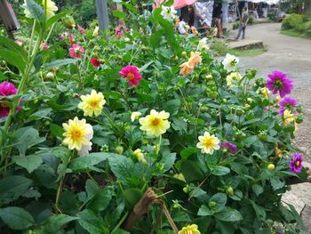 Close-up of flowers blooming outdoors