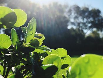 Close-up of fresh green plant