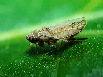 Close-up of butterfly on leaf