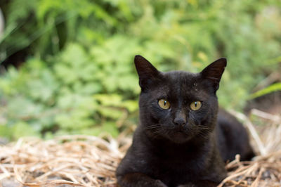 Close-up of cat on grassy field