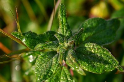 Close-up of wet plant