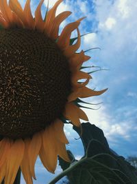 Close-up of sunflower against sky