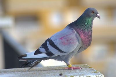 Close-up of pigeon perching on railing