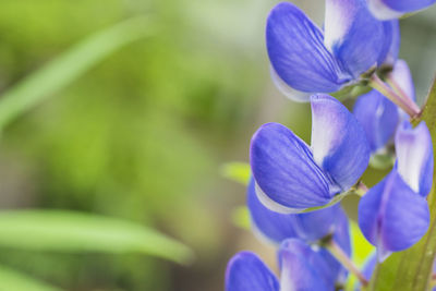 Close-up of purple flowering lupine plant