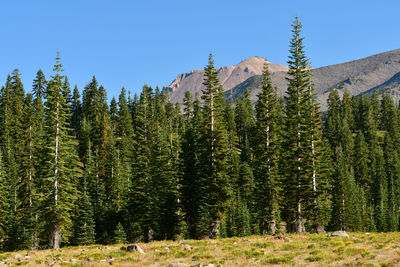 Pine trees in forest against clear sky