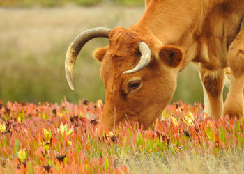 Cow standing in field