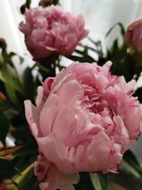 Close-up of pink rose bouquet