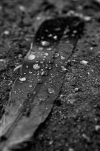 Close-up of water drops on leaf