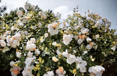 Close-up of white flowers blooming on tree