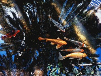 Close-up of koi carps swimming in water