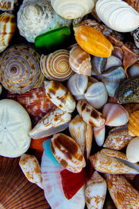 Full frame shot of seashells