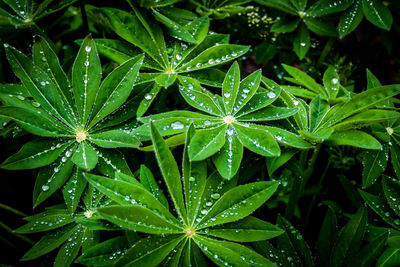 Close-up of wet plant