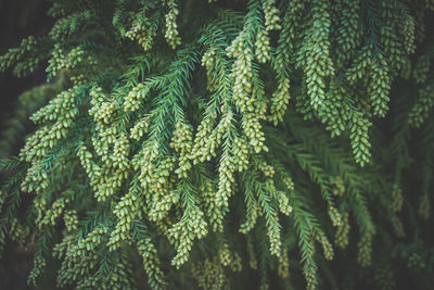 Full frame shot of pine tree