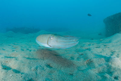 View of fish underwater