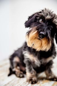 Close-up portrait of black dog