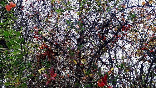 Low angle view of red leaves on tree