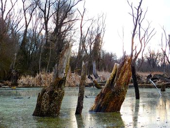 Sun shining through bare trees