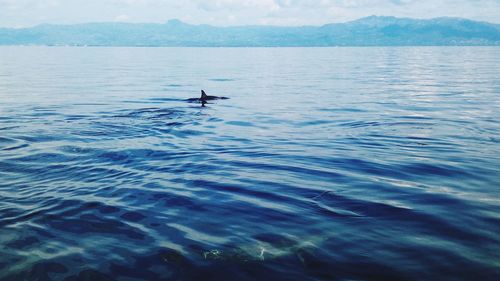 Man swimming in sea