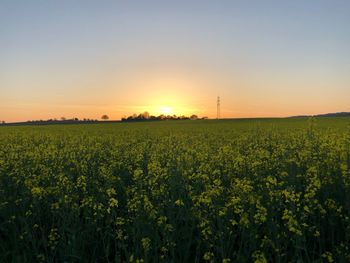 Scenic view of field against sky during sunset