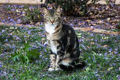 Portrait of cat sitting outdoors