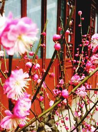 Close-up of pink flower