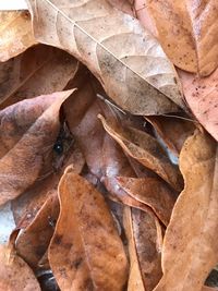 Full frame shot of dried leaves