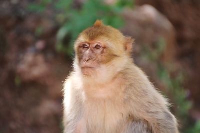 Close-up of monkey looking away