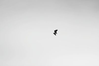 Low angle view of silhouette bird flying against clear sky