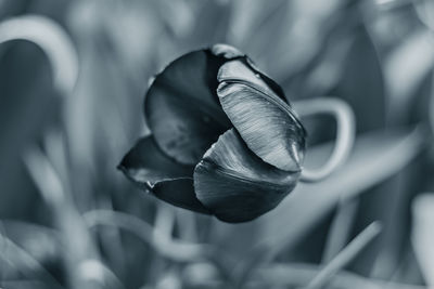 Beautiful tulip on a blurred background in blue classic color. springtime