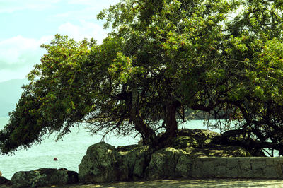 Trees by river against sky