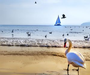 Seagulls flying over beach