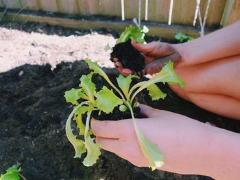 Low section of woman holding plant