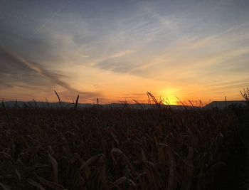 Scenic view of field against sky during sunset