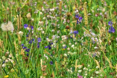 Close-up of purple flowering plants on field