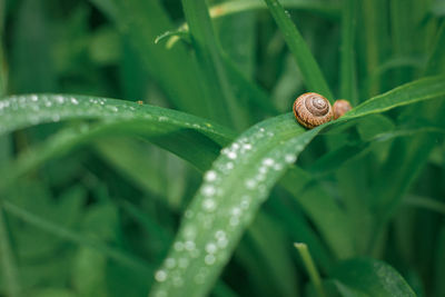 Close-up of snail on leaf