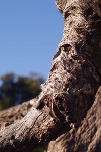 Low angle view of tree trunk against clear sky