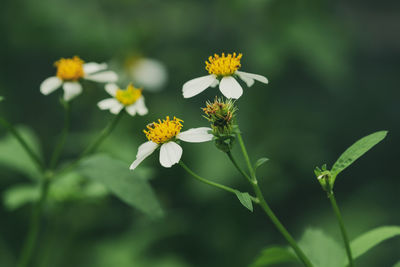 Close-up of yellow flowering plant