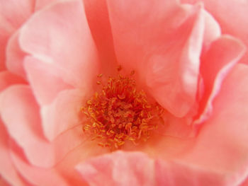 Macro shot of pink rose flower