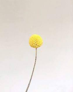 Close-up of flower over white background