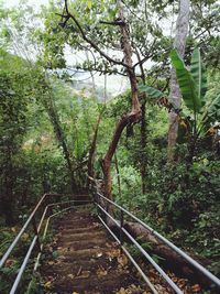 Staircase amidst trees in forest