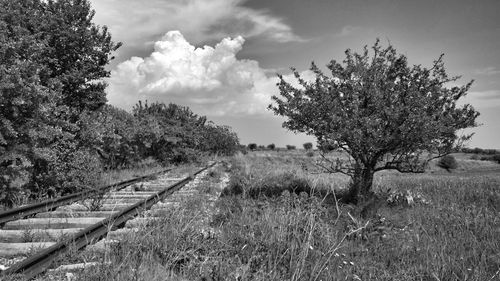 View of trees on landscape against sky