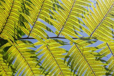 Low angle view of tree against clear blue sky