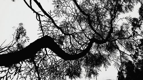 Low angle view of tree against sky