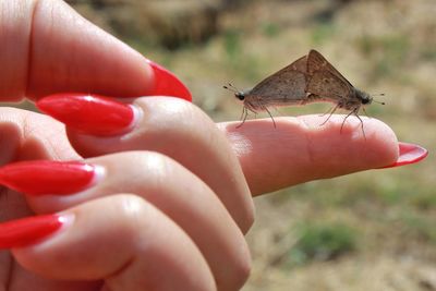 Close-up of insect on hand